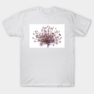 Allium  &#39;Spider&#39;  Ornamental onion T-Shirt